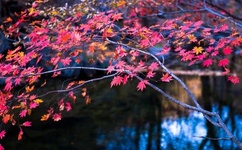 免费一区二区三区无码A片